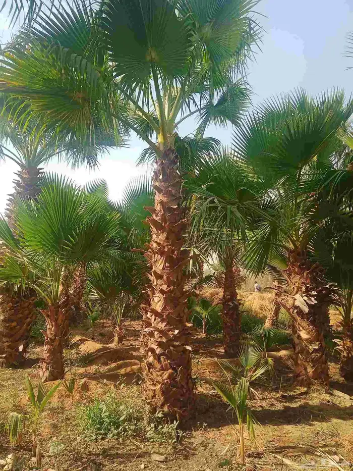 نخل واشنطن ابو مروحه درجه اولى نحيف 1