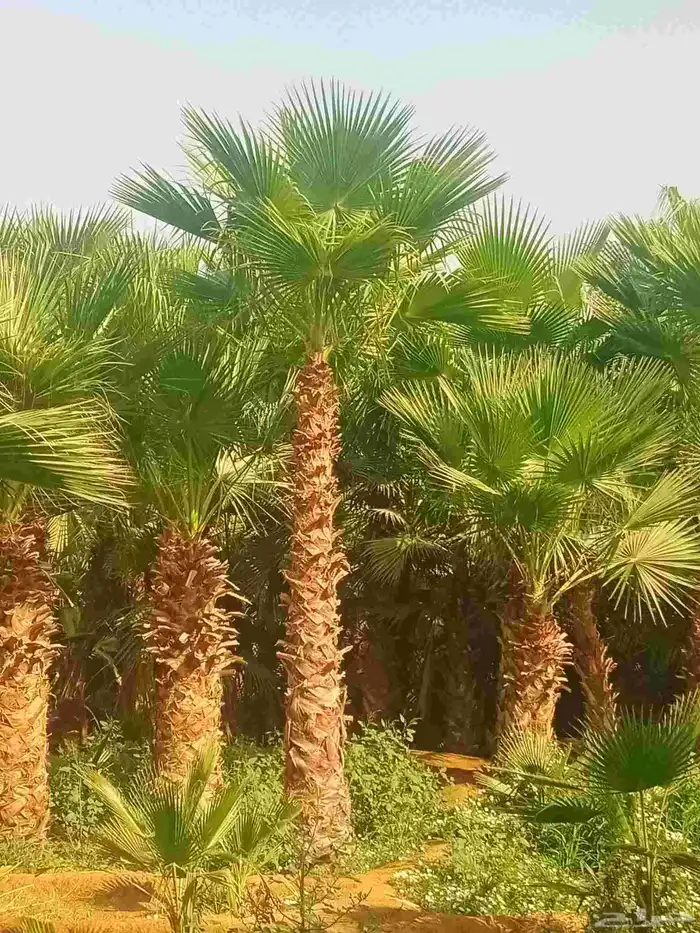 نخل واشنطن ابو مروحه درجه اولى نحيف 4