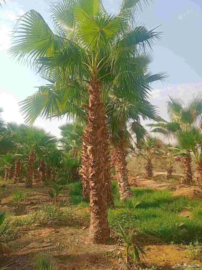 نخل واشنطن ابو مروحه درجه اولى نحيف 3
