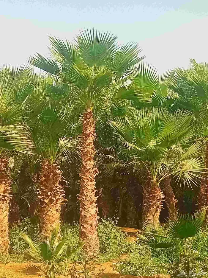 نخل واشنطن ابو مروحه درجه اولى نحيف 0