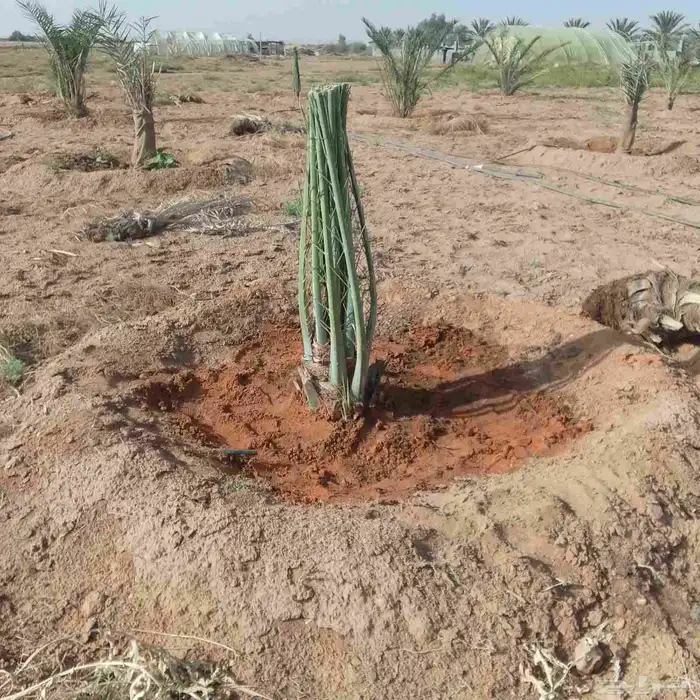 يوجد لدينا جميع انواع النخيل المثمر وزينه 1