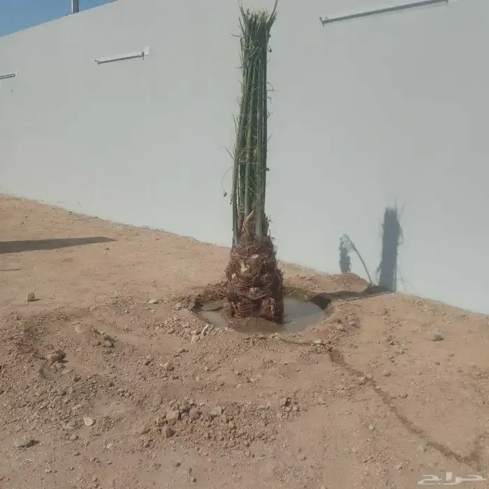 يوجد لدينا جميع انواع النخيل المثمر وزينه 3