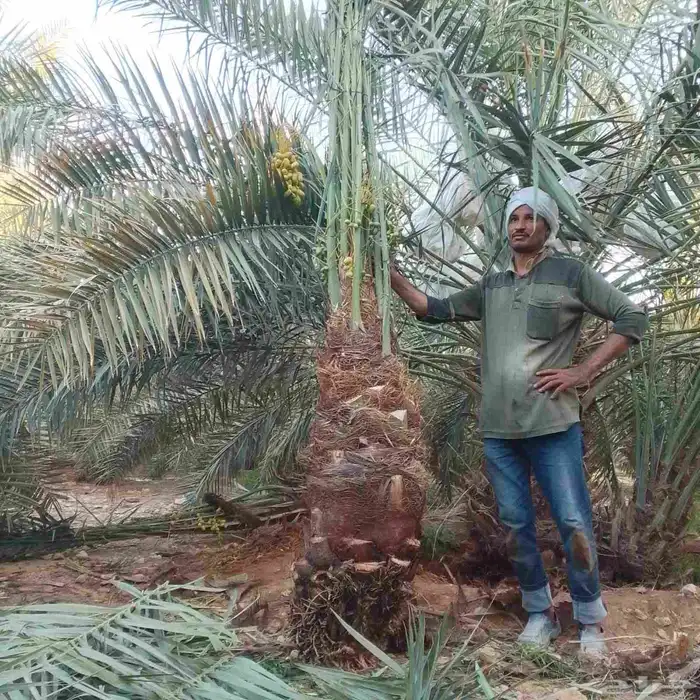 يوجد لدينا جميع انواع النخيل المثمر وزينه 5