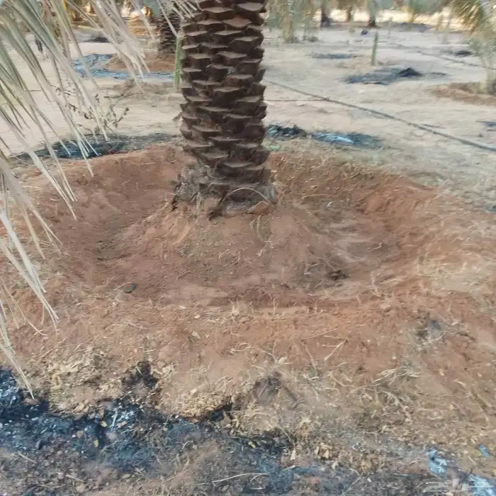 يوجد لدينا جميع انواع النخيل المثمر وزينه 2