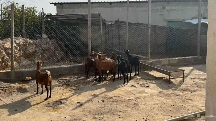 للبيع عدد 9 عنقان 4