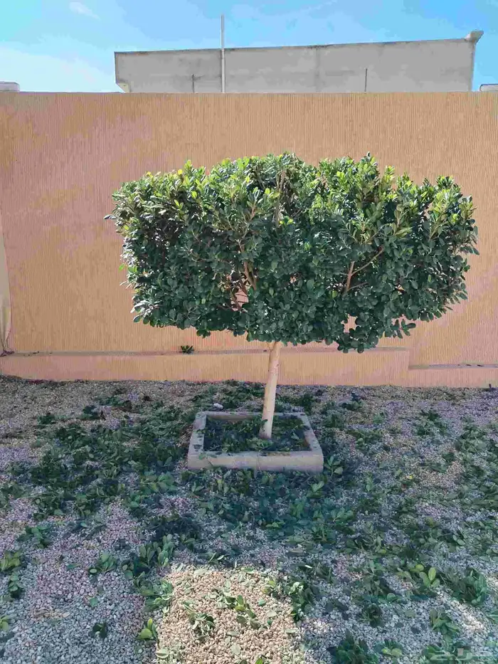 زراعه اشجار وتنسيق حدائق من قص وتسميد 22
