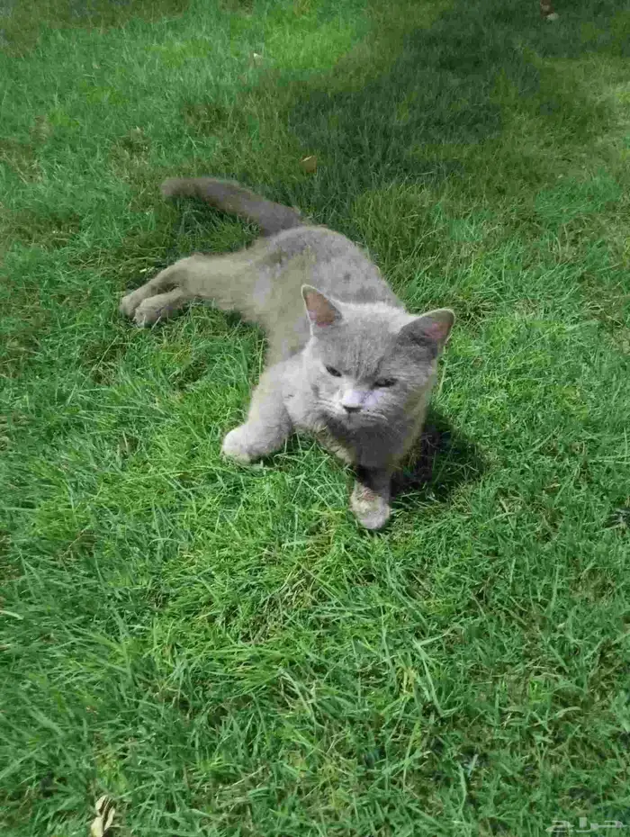 قط للتبني cat for adoption 1