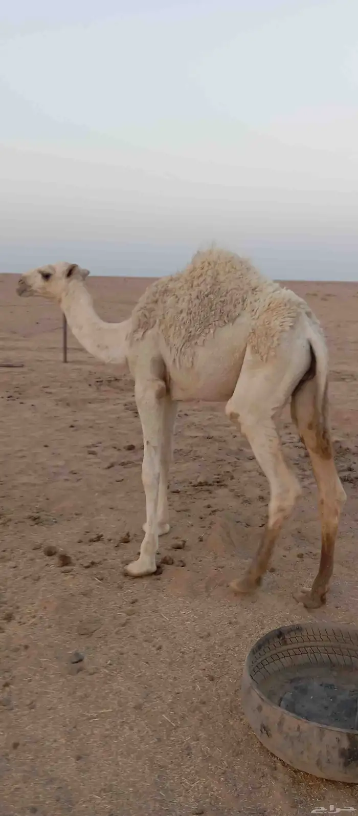 حاشي لبيع 0
