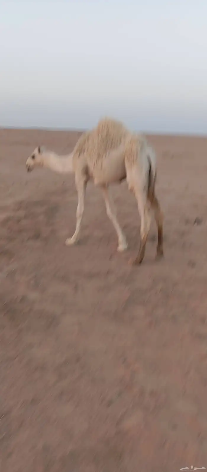 حاشي لبيع 1