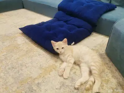 قطط 2