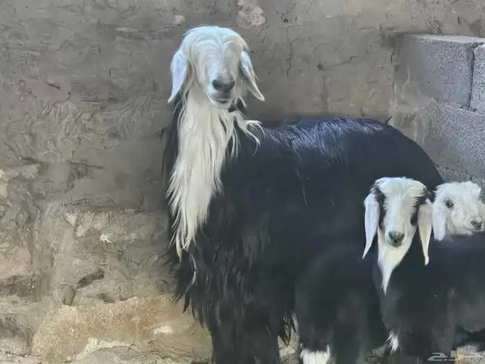 فحل نجدي صنف 2