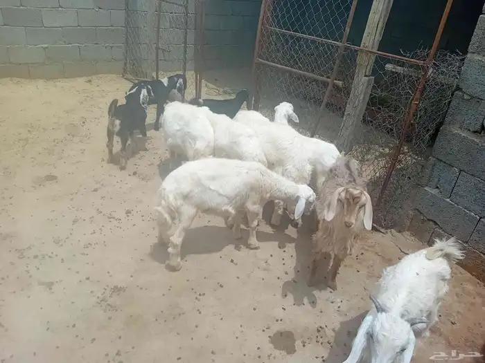 خمسه تيوس 6طليان العمر خمسه شهور الى شهرين 3