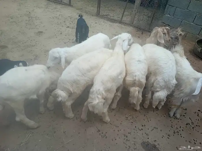 خمسه تيوس 6طليان العمر خمسه شهور الى شهرين 0