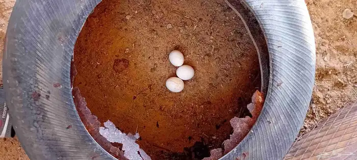 دجاج وبط ورومي 1