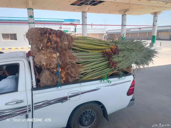 يوجد لدينا نخل طيب ومقاسات مناسبة ونوايع فاخره كلها مثمره 4