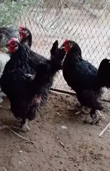 دجاج براهما مستوى فخر 4