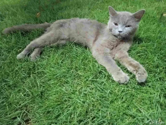 قط للتبني cat for adoption 0