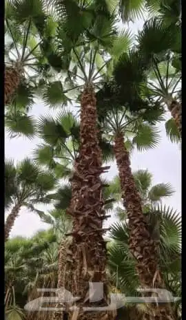 قشع واركز جميع انواع النخيل والأشجار 4