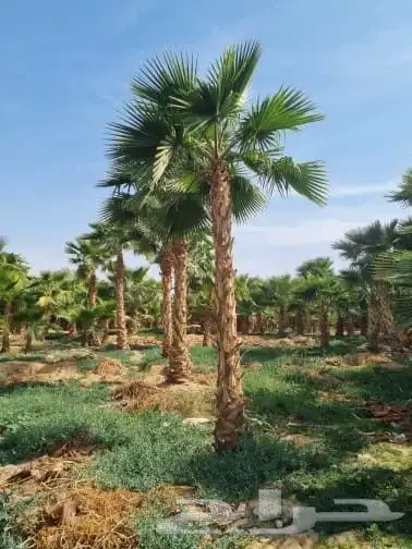 نخل واشنطني 0