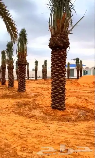 نخل للبيع جميع المواقع نخيل فروخ جثايث فسايل صقعي مجدول سكري 3