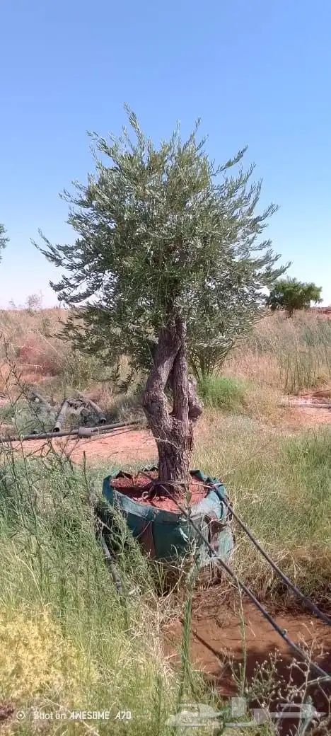شجر زيتون 3