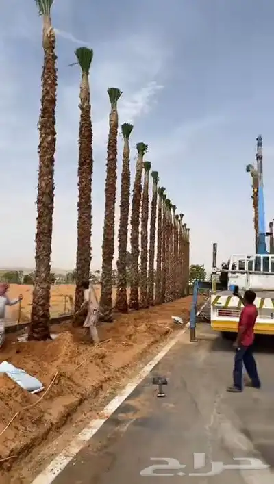 نخل زينه للقصور والفلل الاستراحة واشنطن نخيل الوشنطني الزينه 3
