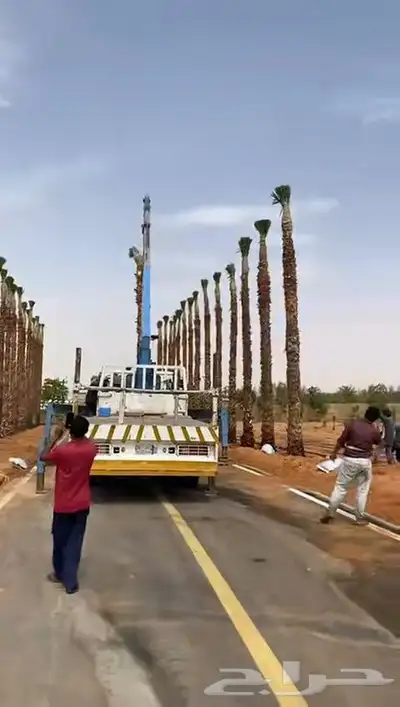 نخل زينه للقصور والفلل الاستراحة واشنطن نخيل الوشنطني الزينه 2