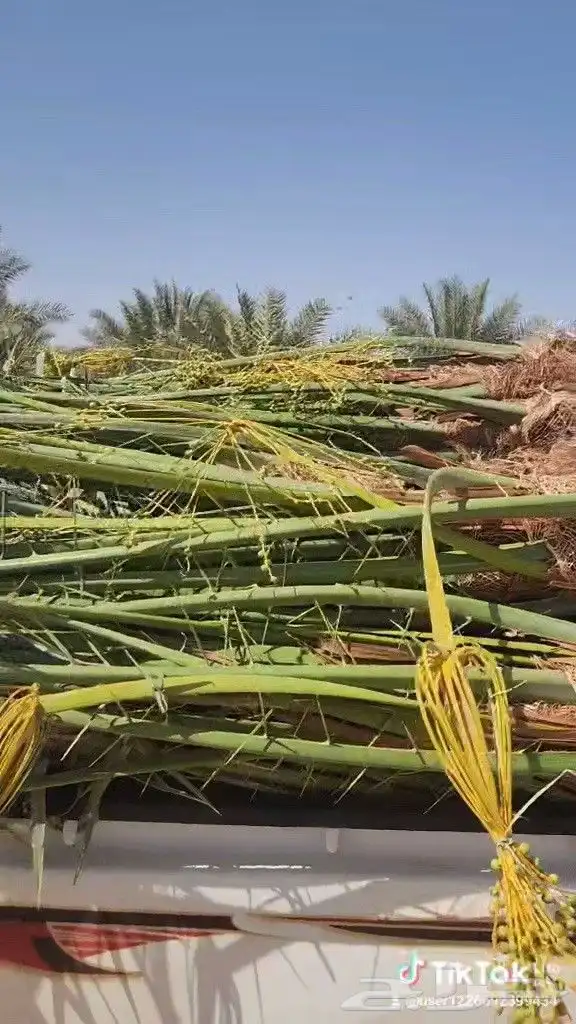 يتوفر لدينا جميع أنواع النخيل المثمره 6