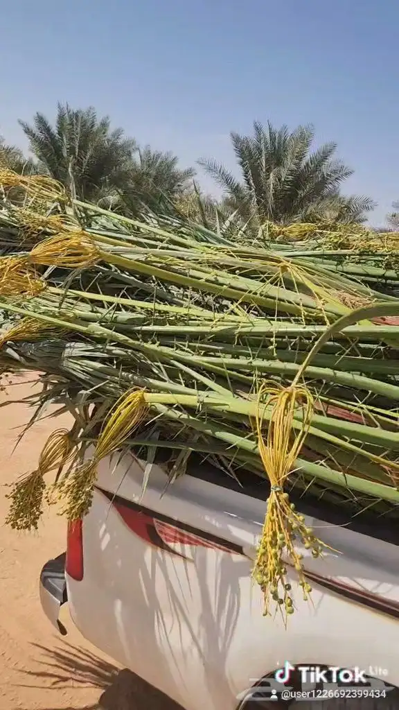 يتوفر لدينا جميع أنواع النخيل المثمره 3