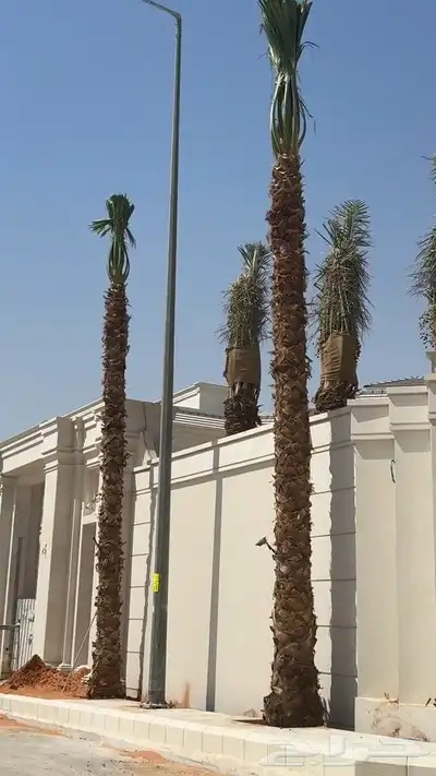 نخل زينه للقصور والفلل الاستراحة واشنطن نخيل الوشنطني الزينه 1