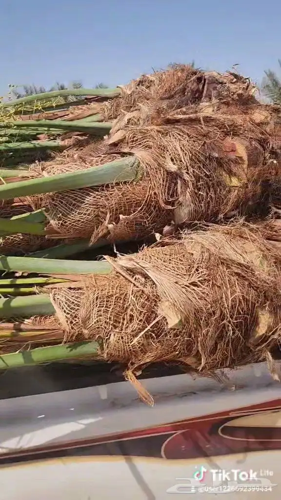 يتوفر لدينا جميع أنواع النخيل المثمره 5