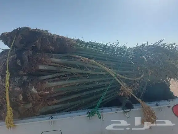 سلام عليكم يوجد لدينا نخل طيب ماشالله 1