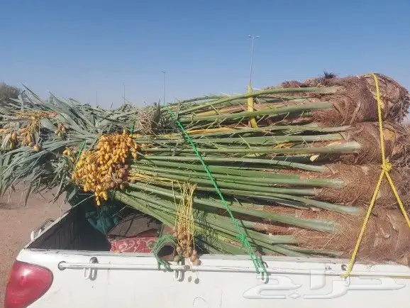 سلام عليكم يوجد لدينا نخل طيب ماشالله 0