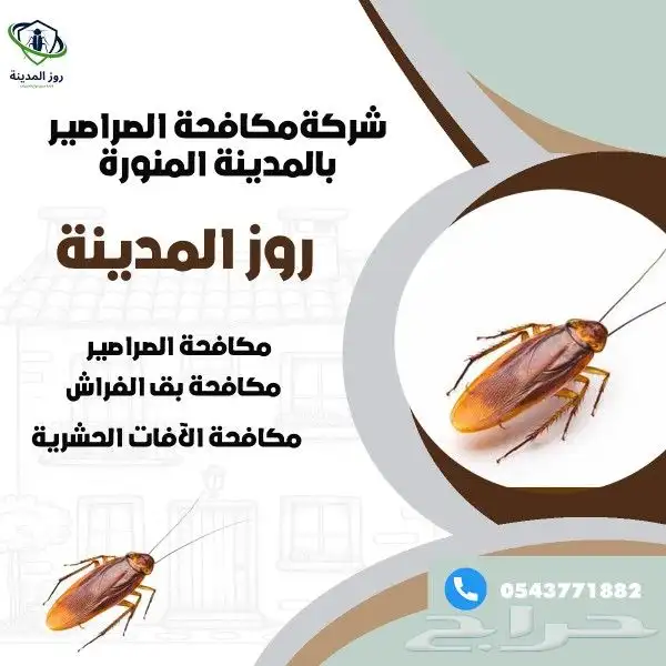شركة مكافحة حشرات فى المدينة المنورة روز المدينة 0