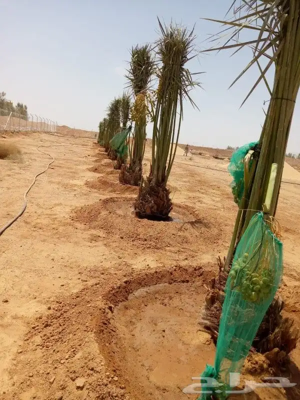 نخل للبيع جميع المواقع نخيل فروخ جثايث فسايل صقعي مجدول سكري 0
