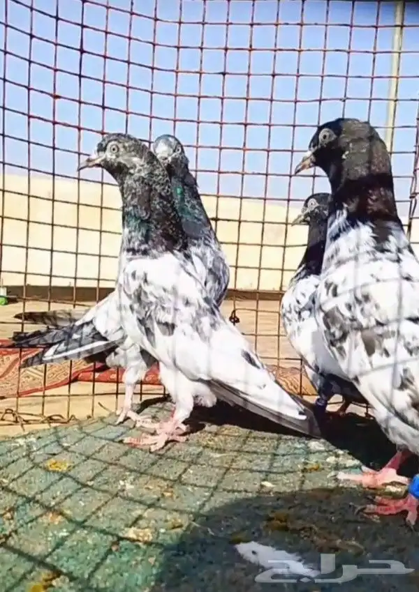 حمام تيدي باكستاني 3