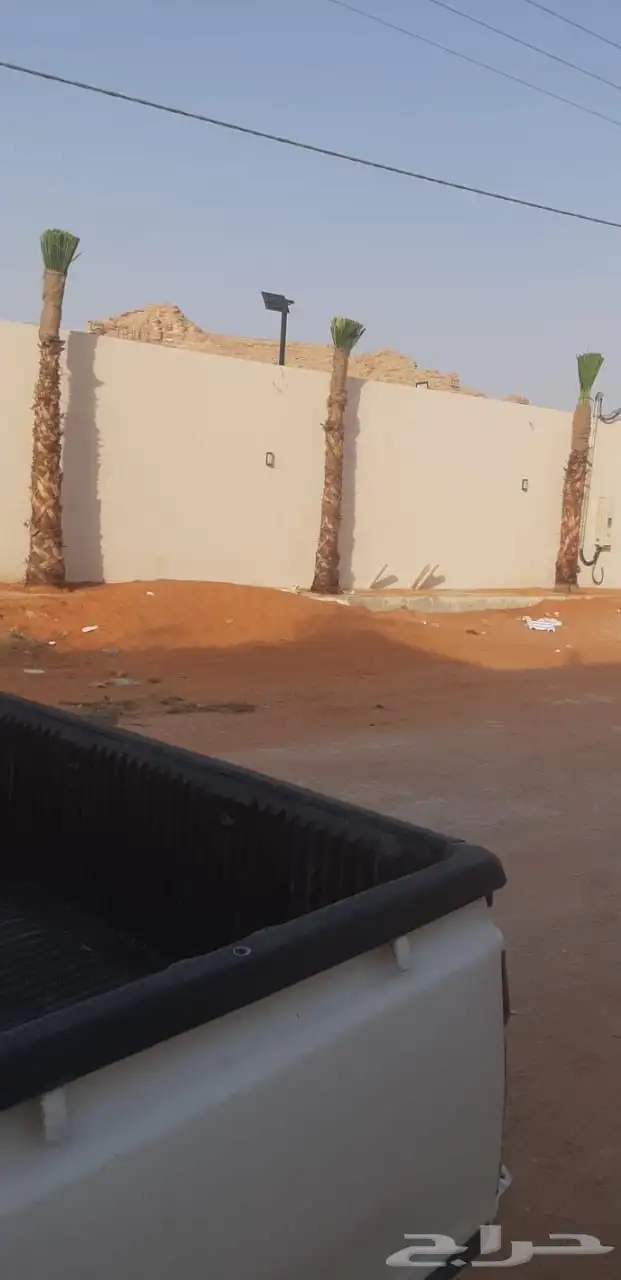توريد وغرس النخل الواشنطني 1