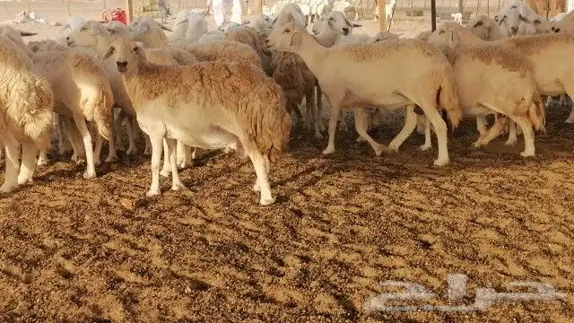 غنم حريات طيبه 40 تحتها 2 7