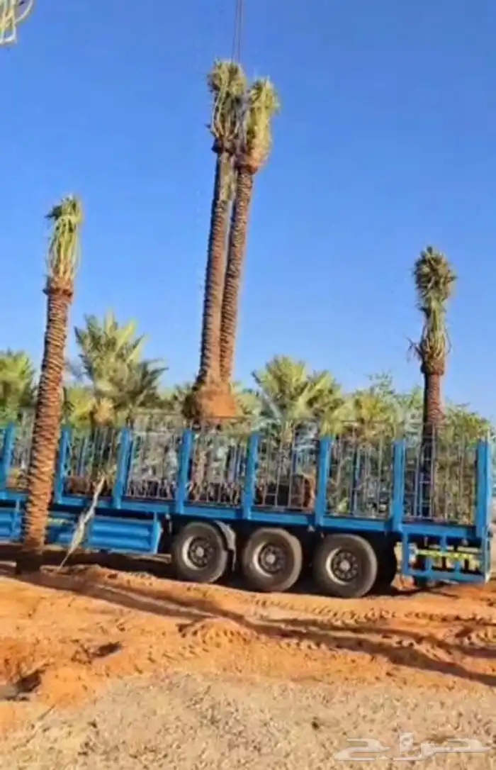 نخل عربي 1