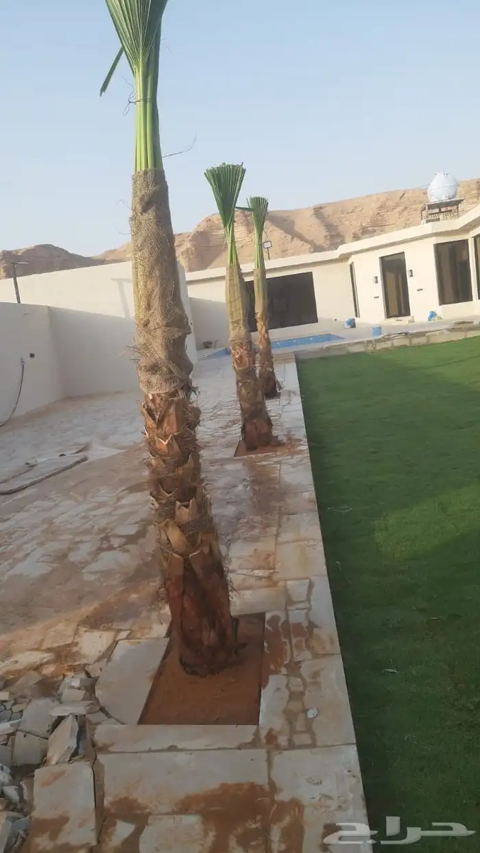 توريد وغرس النخل الواشنطني 2