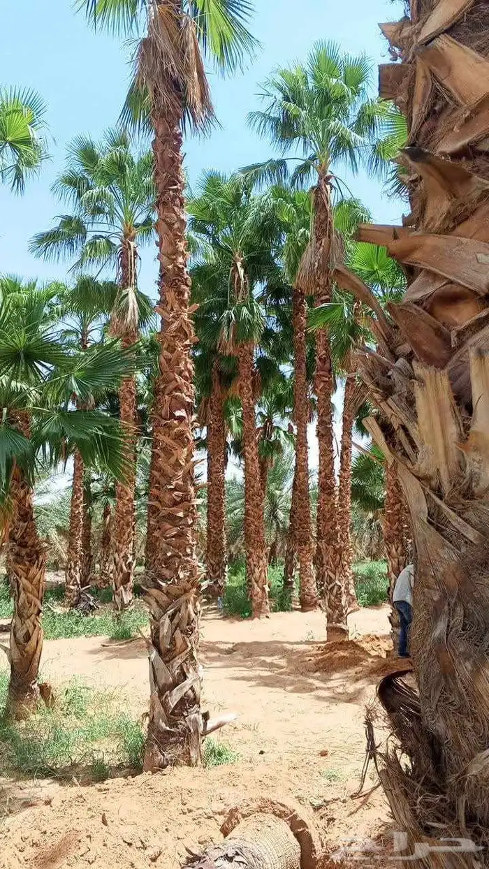نخل واشنطن امريكي 2