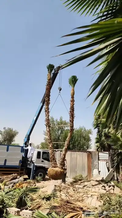 نخل زينه للقصور والفلل الاستراحة واشنطن نخيل الوشنطني الزينه 6