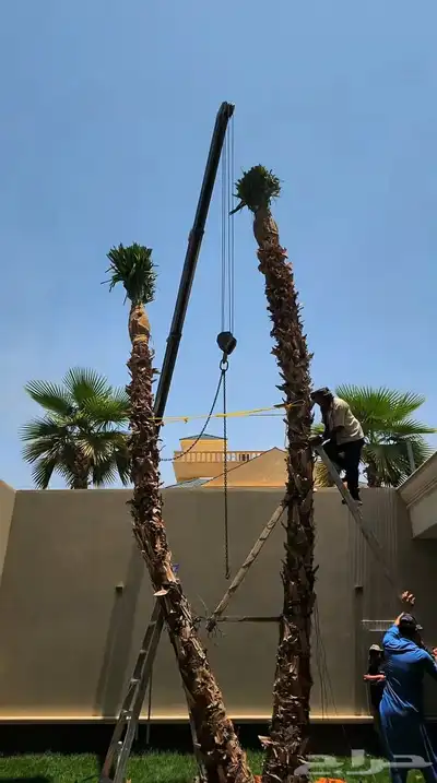 نخل زينه للقصور والفلل الاستراحة واشنطن نخيل الوشنطني الزينه 5