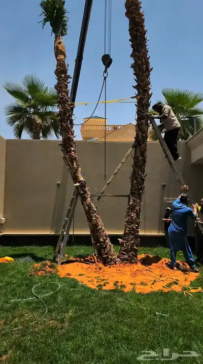 نخل زينه للقصور والفلل الاستراحة واشنطن نخيل الوشنطني الزينه 4