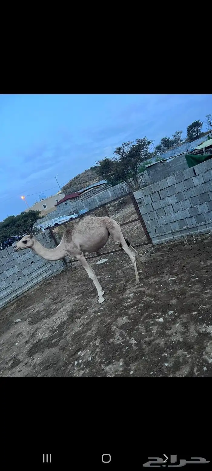 بكره للبيع 0