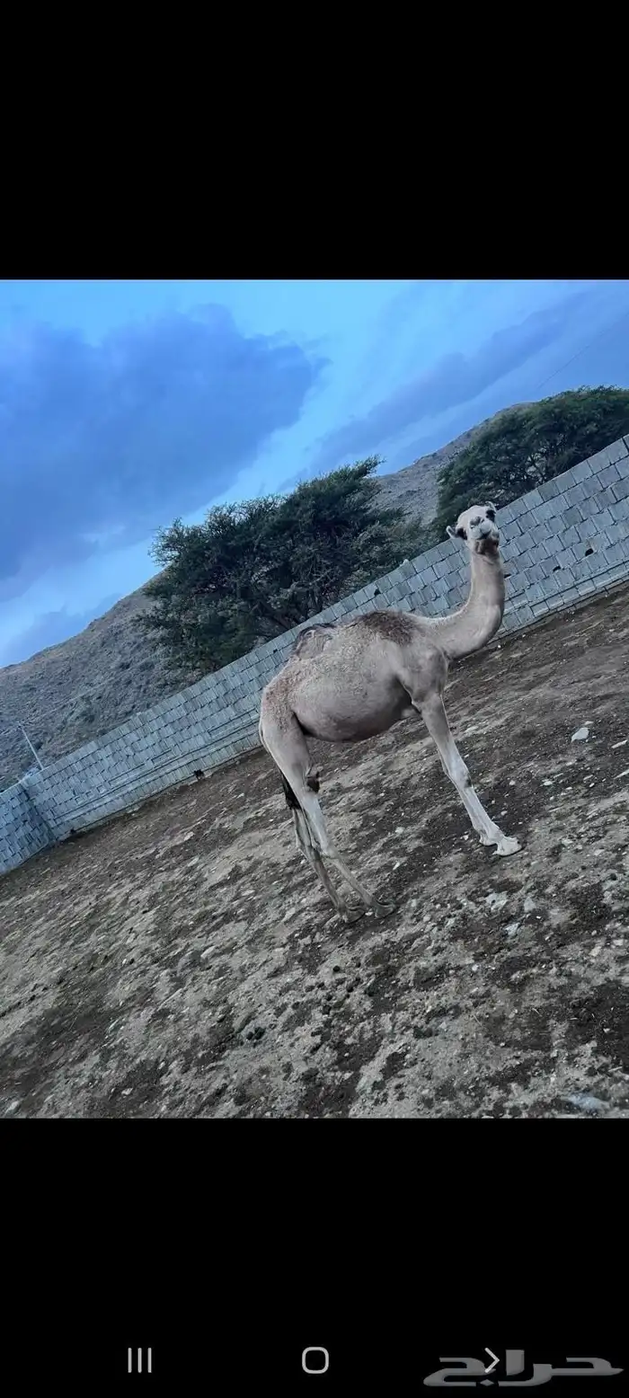 بكره للبيع 1
