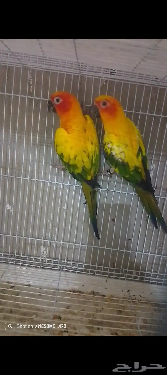 جوز صن كانيور ريد فكتور شمسي  تم البيع 0