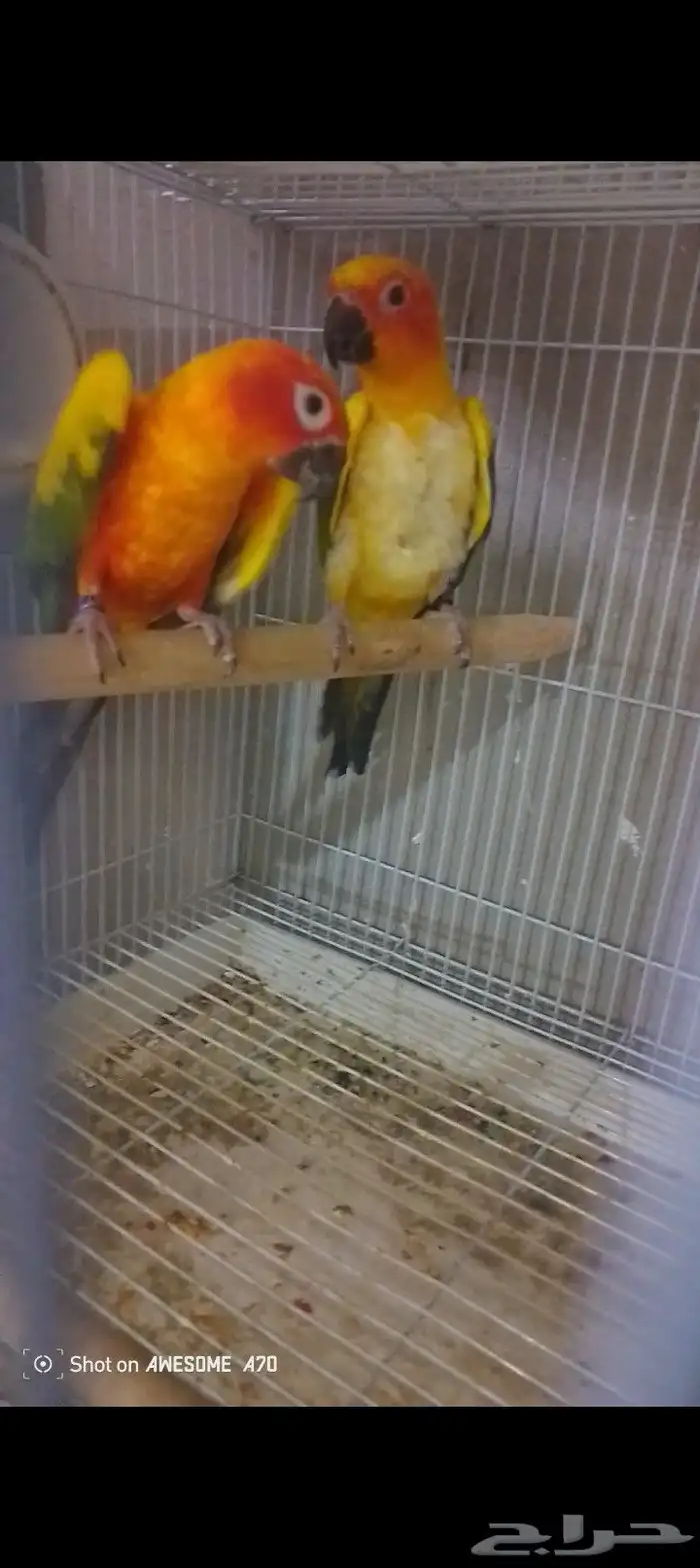 جوز صن كانيور ريد فكتور شمسي  تم البيع 2