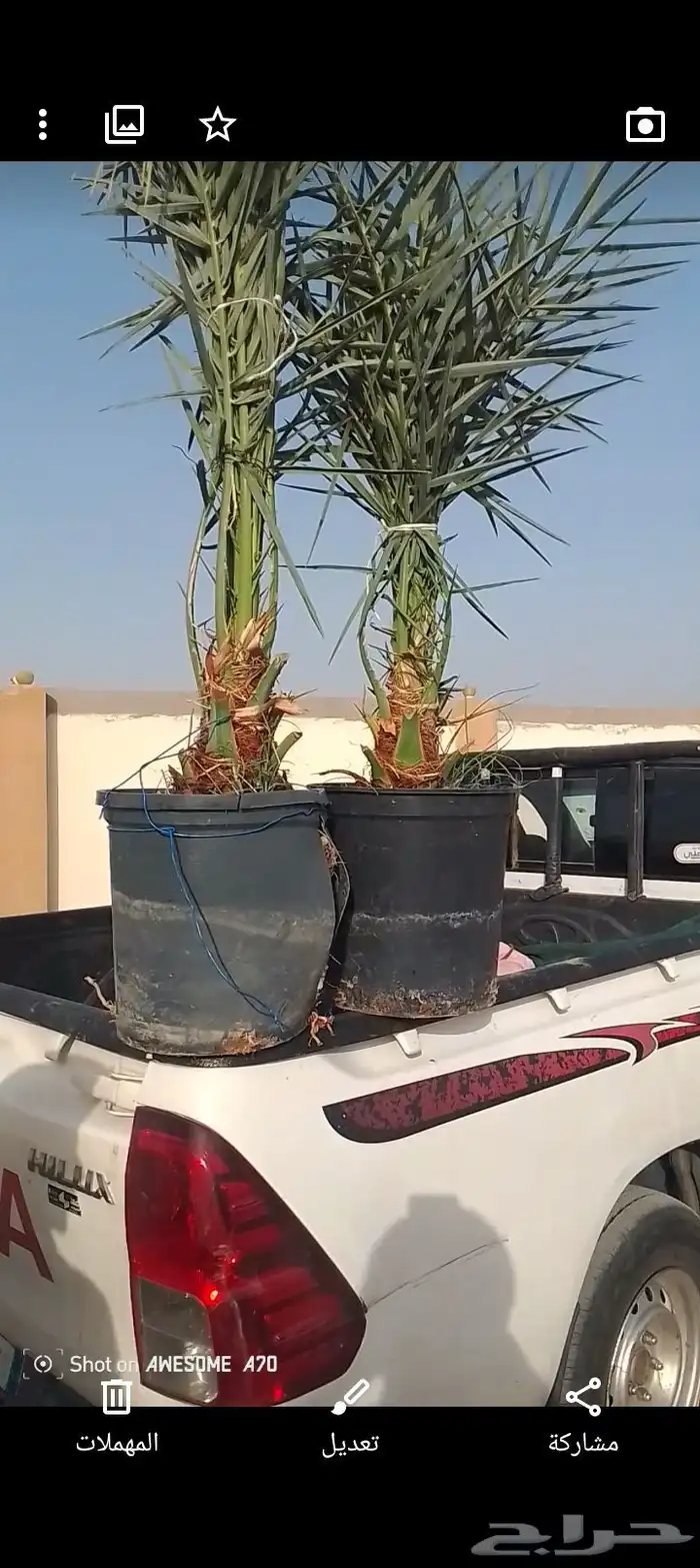 يوجد لدينا نخل طيب ومقاسات مناسبة ونوايع فاخره كلها مثمره 3