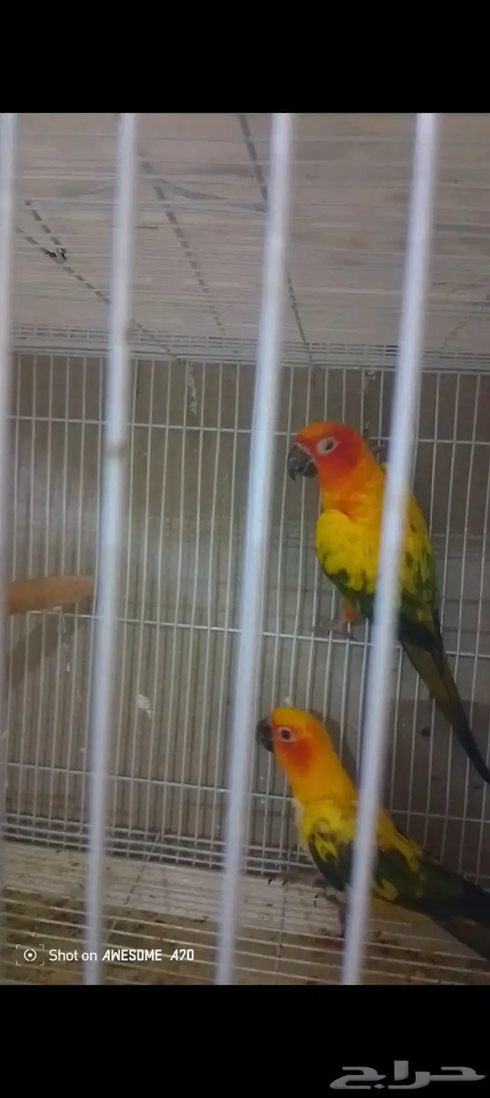 جوز صن كانيور ريد فكتور شمسي  تم البيع 1